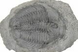 Upper Cambrain Trilobite (Labiostria) - Positive/Negative #212616-3